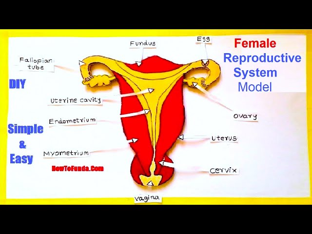 Female Reproductive Organs Model