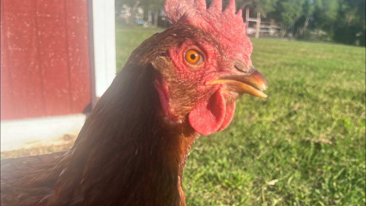 Mixing Chicken Feed YouTube