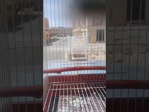 خلوي سيكتور ألله يبارك لاديسبيت سيزاي