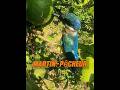 Un homme sauve un oiseau coincé dans un arbre #animaux #animal