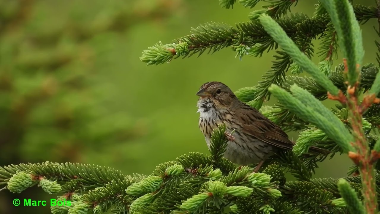 Bruant de Lincoln 2024 You Tube