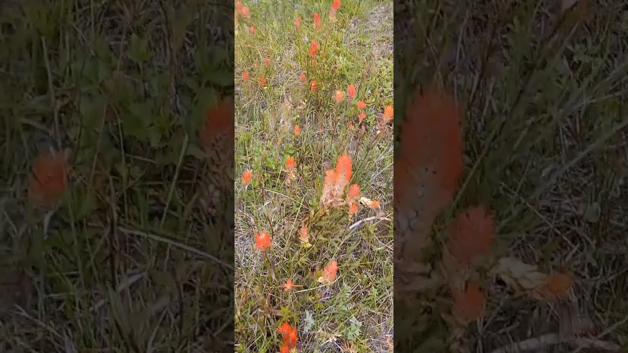 Indian paintbrush in the high desert outback of Oregon