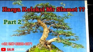 Bonsai Ileng -ileng 🔴 Koleksi Mr Slamet [ JKBC ] Part 2