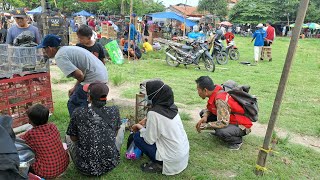 Burung yang lagi viral 2026 harga bahan 30k gacoran pastinya mahal
