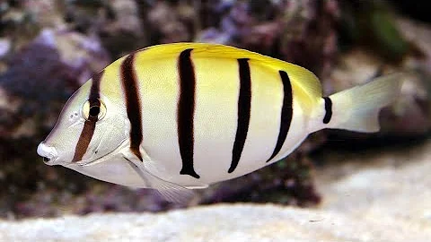 Facts: The Convict Tang