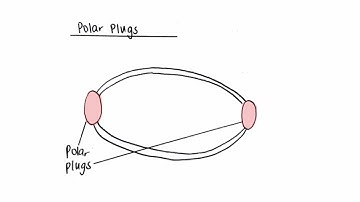 Final Video: How to check for stool parasites in the dog. Coproscopy