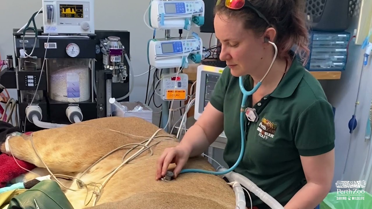 Perth Zoo Lion Dental Work a Roaring Success