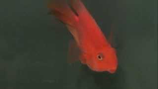 Beitals Aquariums - Fish Talk / Produced by SR Video 845-429-1116