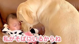 ラブラドールレトリバーの仲良し姉妹ことゴンちゃん＆サンちゃん🐕🐕 そんな彼女たちに新たな家族がやってきて♪｜PECO【ナレーション有】