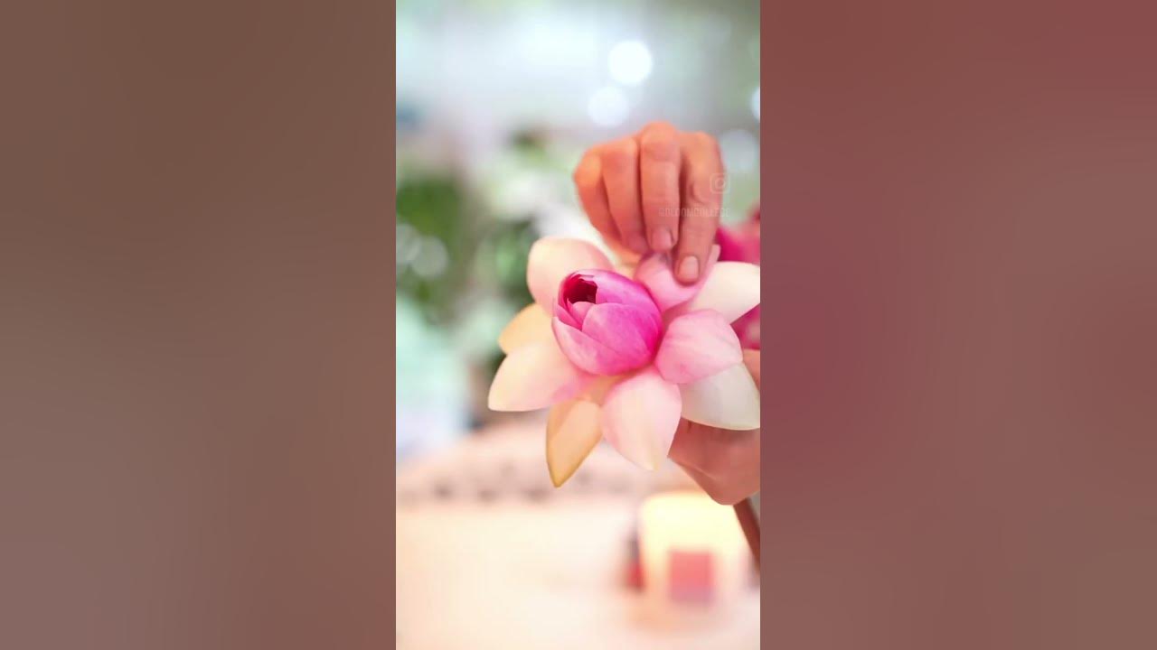 Pink water Lily π Pink water Lily π