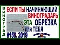 🍇  НЕ ДОПУСТИ ОШИБКУ! ОБРЕЗКА ВИНОГРАДА ДЛЯ НАЧИНАЮЩИХ. Обрезка винограда без сучка замещения.