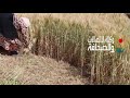 قدور الكويفي 