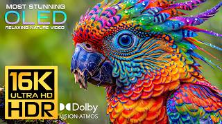 Surprising Nature Video | Amazing 16K HDR 120FPS Dolby Vision | 4K/8K Video Songs ULTRA HD TV