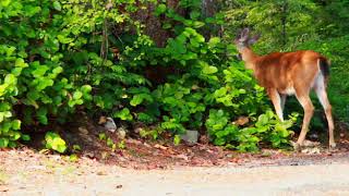 Most Funny and Cute Baby Wild Deer Videos Compilation