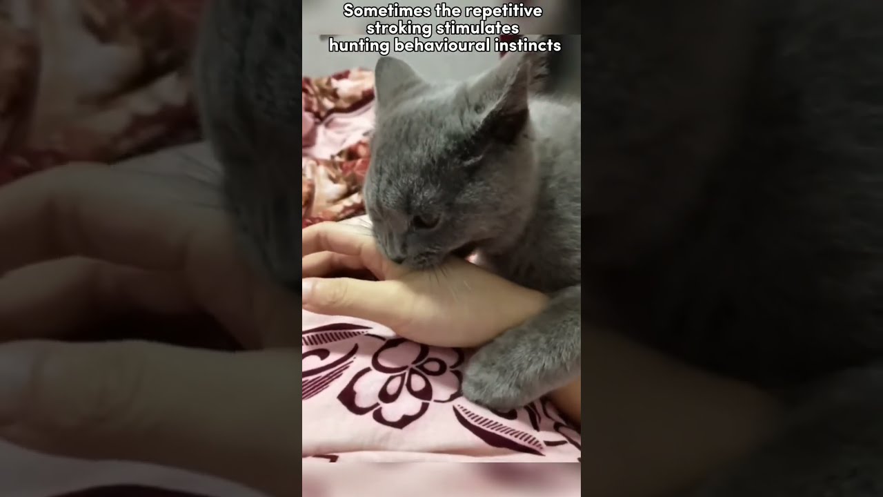 Cat Tips Did You Know Why Your Bite Audio By ChipTheManx Pets Catfacts
