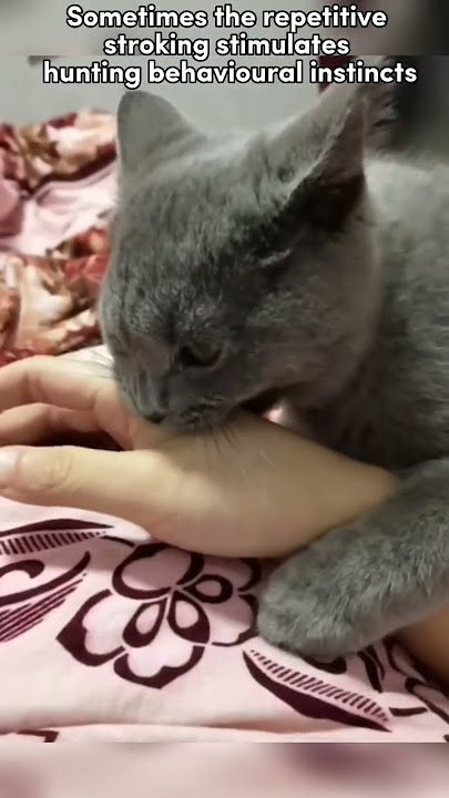 Cat tips, did you know why your cat bite you? (Audio by @ChipTheManx ) #cat #pets  #catfacts