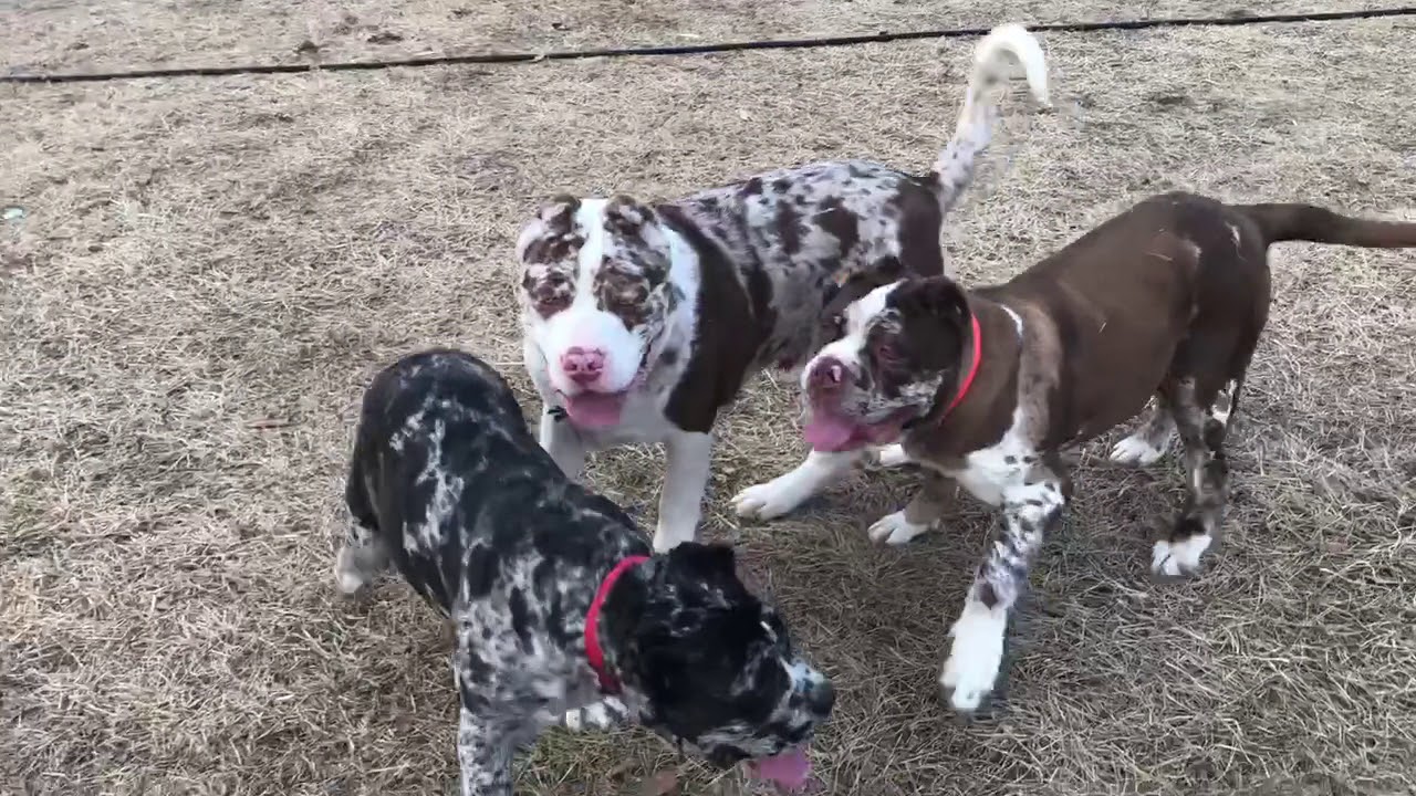 north american mastiff merle