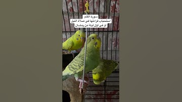 #سورة_القلم #قرآن فضل السورة في مربع التعليقات #العراق #طيور #quran #birds #lovebirds #budgies #usa