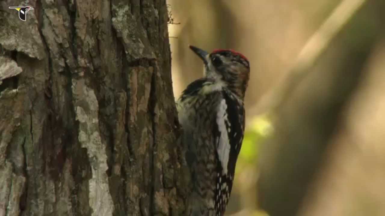 Yellow-bellied Sapsucker Drilling Sap Wells