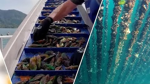 Billions of Mussels Raised Using This Modern Technique - Mussel Raising and Harvesting Process 2023