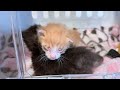 【緊急保護】パパさんの会社の敷地内にいた乳飲み子子猫を迎えにいきました