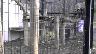 子離れした母ユキヒョウの鳴き声