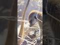 How The Meerkats Works Together. #wildlife #wildlife #animals #leadership
