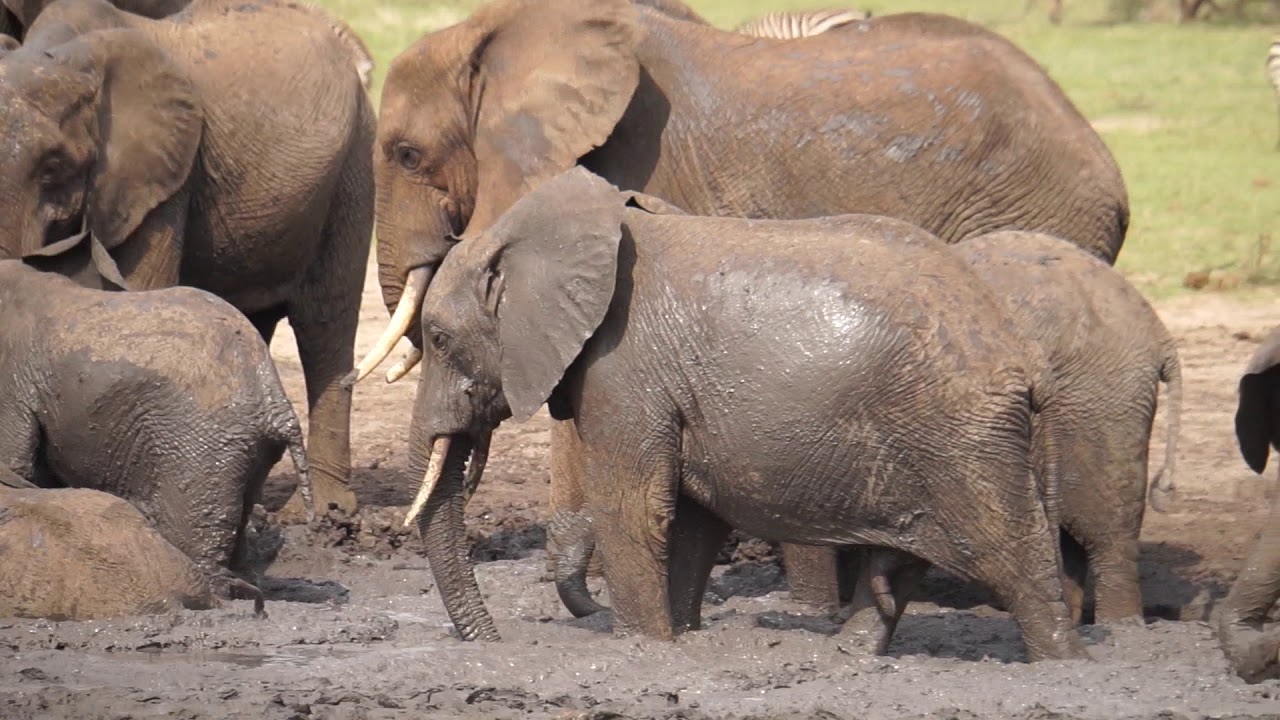 Elephants cooling off in the mud - YouTube