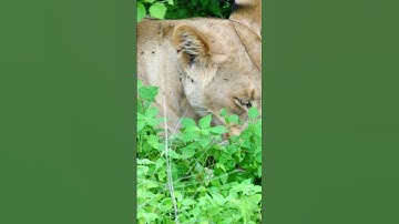 🦁 African Safari Wild Animals: Lion Feasting in the Wild | Samburu National Reserve, Kenya 🇰🇪