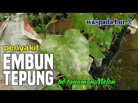 Video: Bagaimana cara mengendalikan embun tepung pada cucurbits?