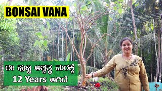 India's first traditional Bonsai Garden | 200ಕ್ಕೂ ಅಧಿಕ ವಿಧದ Bonsai ಗಿಡಗಳು | Mr and Mrs Kamath