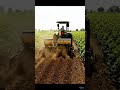 “Real Farmer Planting Cotton With Tractor! 👨🌾🚜”