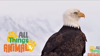 * bald eagle | animals for kids quality, educational videos kids. made
in the uk. subscribe to all things animal tv! here:
http://bit.ly/v2i7gp -------...