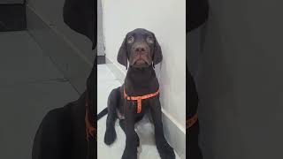 #pet #dog #explore #india #lifeisbutadream #nature #dog #doglife #dogshorts #dogs #doglove #dogtrain