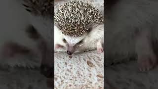 Cute Hedgehog Wiggles On Bread Pillow | From The Vault