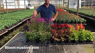 All About Celosia