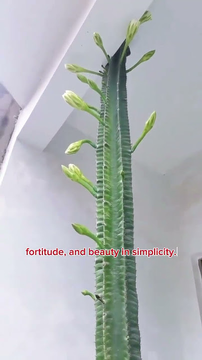 the special features of cactus flowers #shortvideo @Dhe her