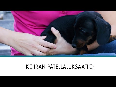 Video: Koiran Karsinoidisyöpä - Karsinoidisyöpä Koirilla