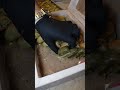 أذا جاي من تركيا و نسيان تجيب معك البقلاوة ما تاكل هم الحل عنا منزبطك حلب الموغامبو 0951630347