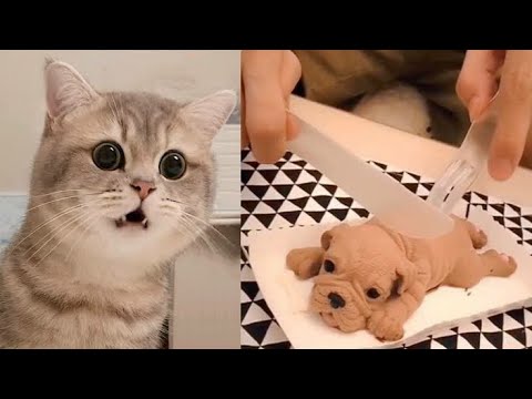 Reacción de Gato al cortar la Torta - Reacción de Torta de Perro Divertida 🤣