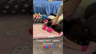 Подрастает семейка ЧИХУАХУА #купитьщенка #щенок #чихуахуа #щенкичихуахуа #chihuahua