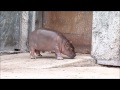 東武動物公園カバ赤ちゃん_段差で転ぶソラちゃん