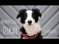 Dog tricks & fun by Border Collie Oskar (5 - 6 months)