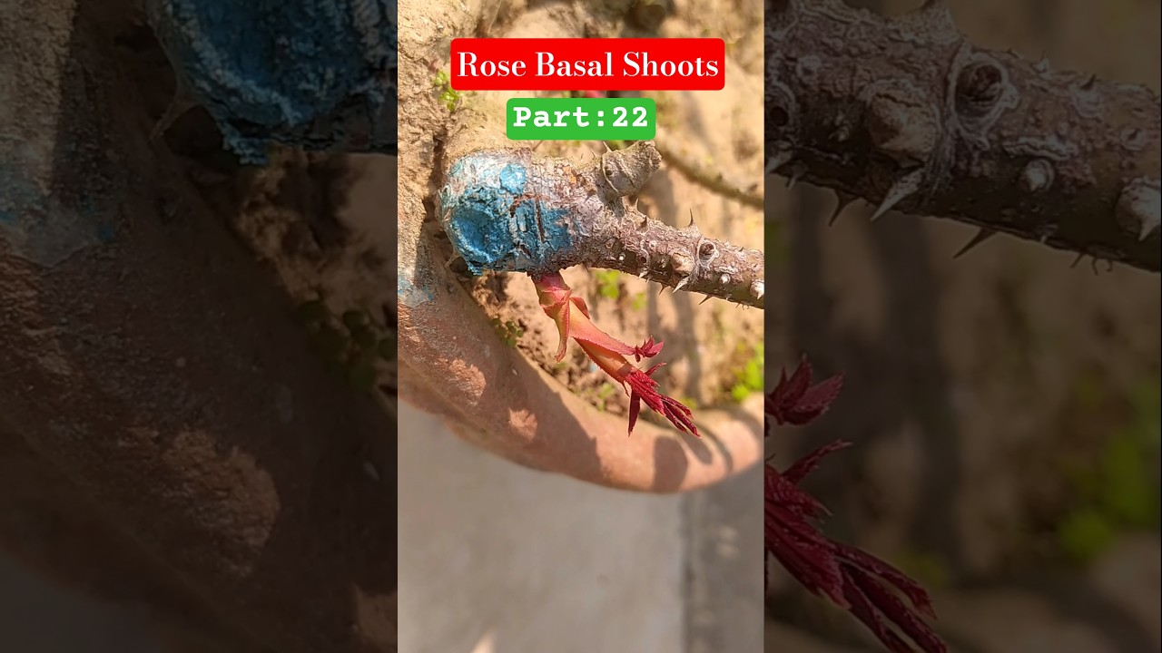 Never Cut This Rose Shoot!😲 || How To Get Basal Shoots In Rose🌹|| Winter Series 22 