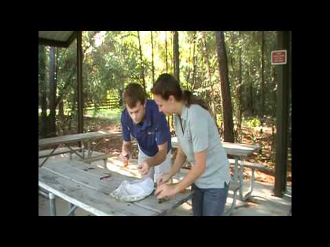 sweep net sorting 1