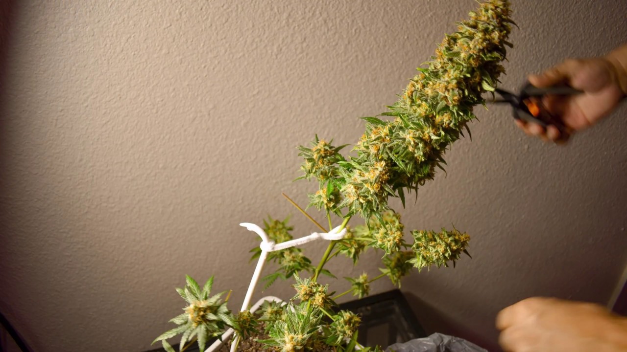 Nirvana Blue Mystic Harvest Timelapse 4k Nikon d3400