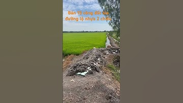 Bán 13 công đất lúa giá 250 triệu 1 công thích hợp mở kho mở xưởng thuộc huyện mộc hóa tỉnh Long An