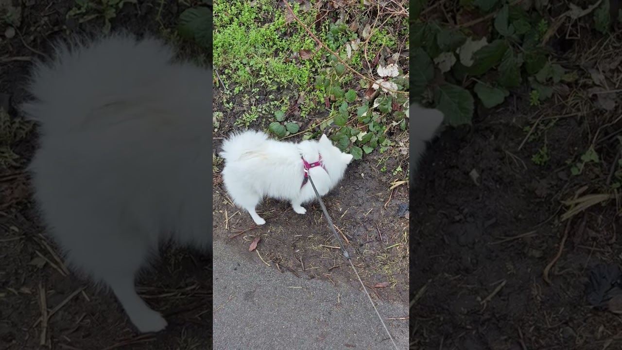 Продолжение истории как у нас появилась Белла