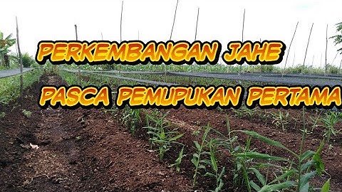 Progres perkembahan jahe gajah pasca pemupukan pertama