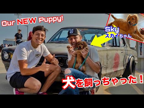 旧車好き(？)な可愛い子犬を飼っちゃった！スカイライン好きにするぞ！ カードッグになるのかな？